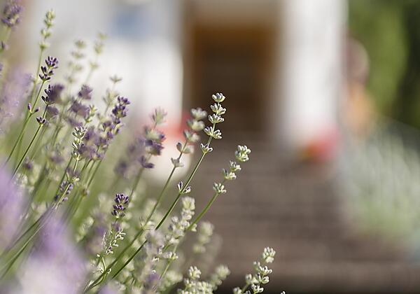 Lavendel