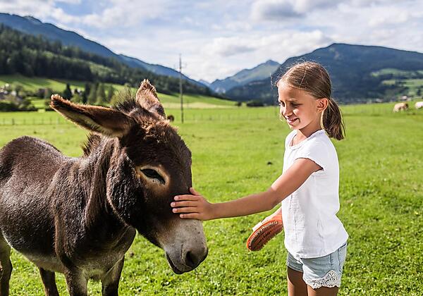 Esel Jakob wird gebürstet