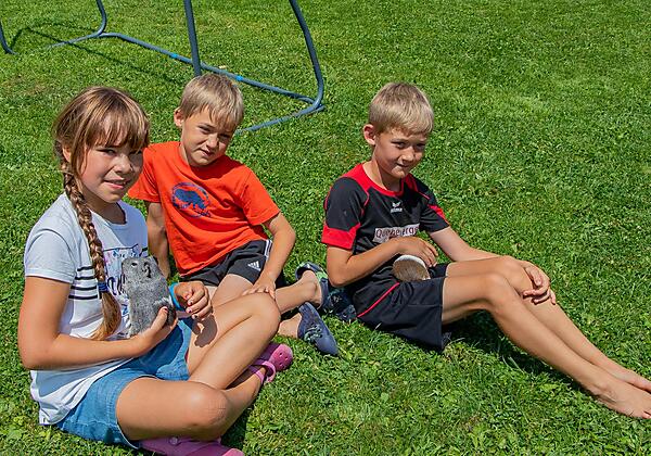 Meerschweinchen zum Streicheln