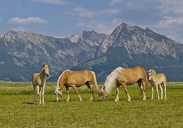 Urlaub auf dem Haflinger Hof im Allgäu