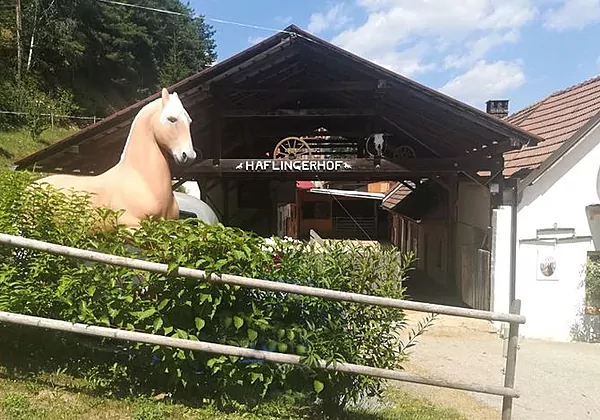 Haflingerhof Luef