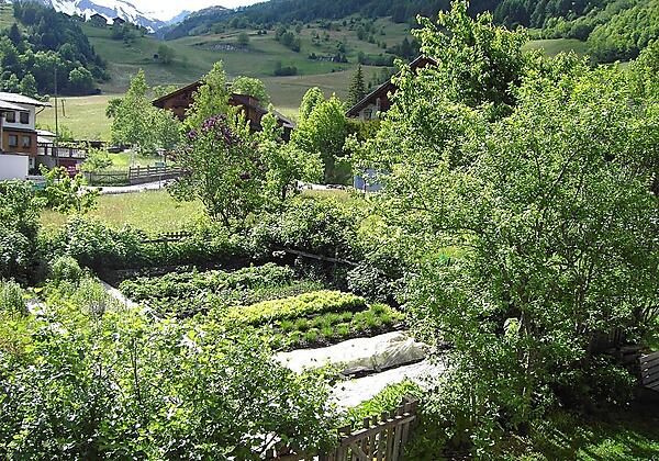 Katze