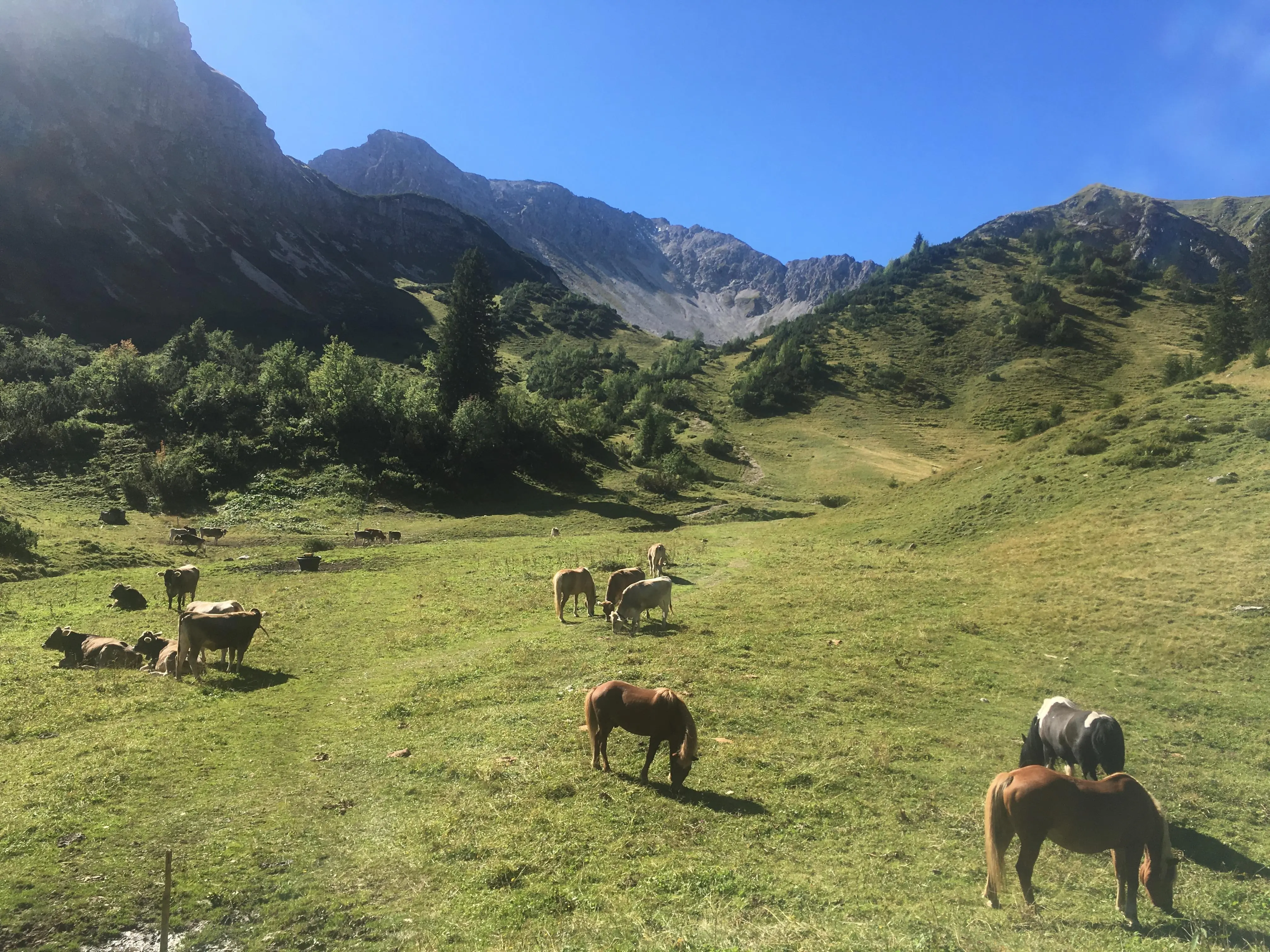 AUF DER ALPE