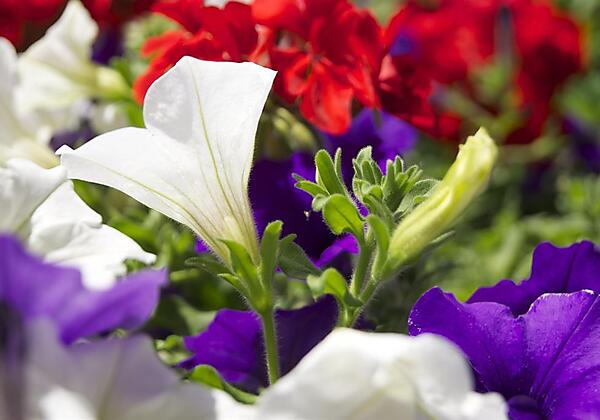 Balkonblumen