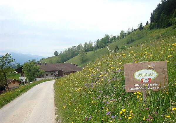 Unsere blühende Wiese vom Frühsommer 2014