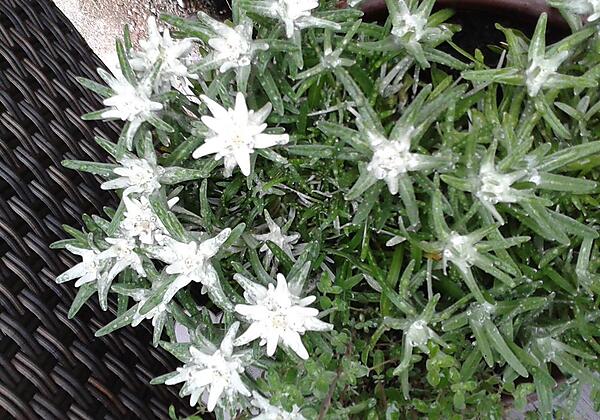 Das Gartenedelweiss