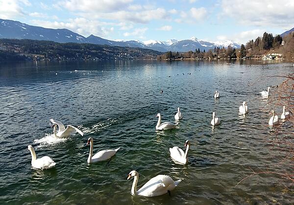 Millstättersee mit Schwänen