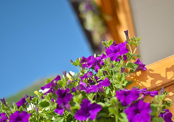 haus_franzi_haus_so-5