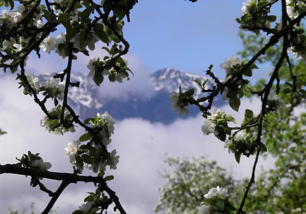 Apfelbaumblüten