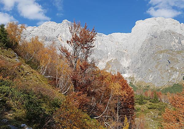 Herbst im Mühlbach
