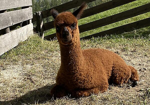 Alpaka 2