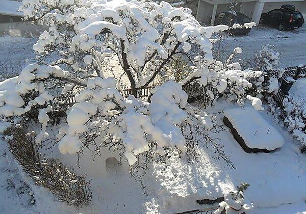 Garten Winter, Iglu unterm Baum
