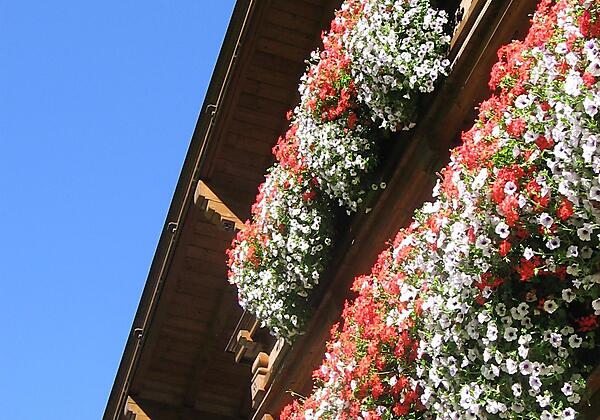 Blumenpracht auf dem Südbalkon