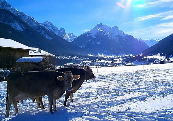 Schottenhof Kühe im Winter