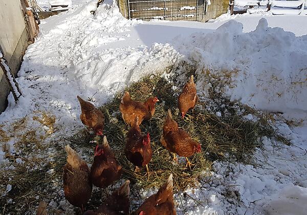 Hühner im Winterauslauf