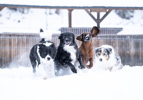 Dogcenter im Schnee-min