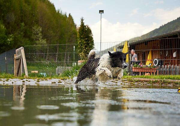 Grimming_Hunde-Badesee-min