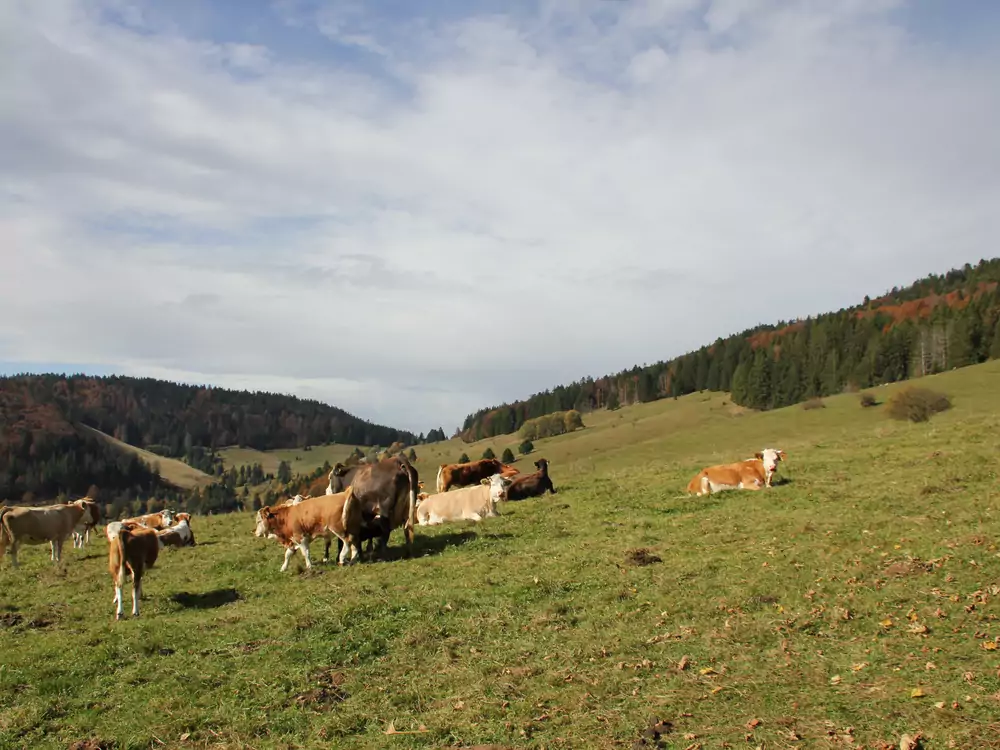 Hotel Schwarzwald-Resort Rößle