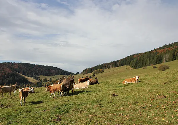 Hotel Schwarzwald-Resort Rößle