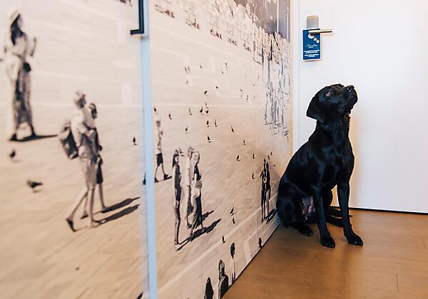 Hotel Stein_Dogs are welcome at Hotel Stein1_Copyr