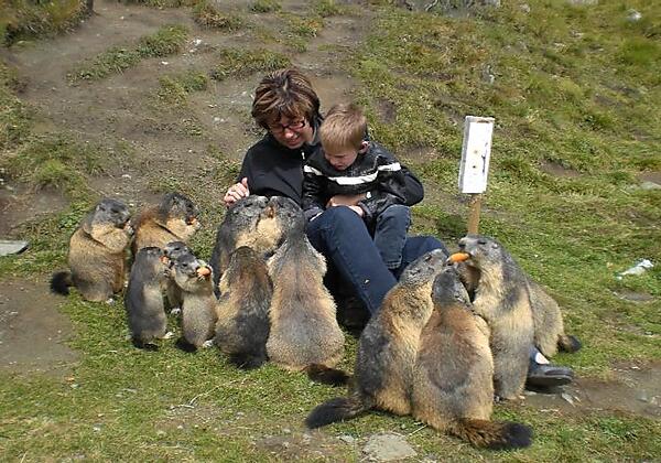 Murmeltiere fast zahm