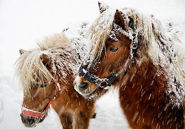Alle Gästekinder lieben unsere Ponys