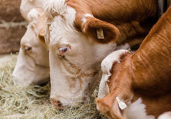 Kühe beim Heufressen