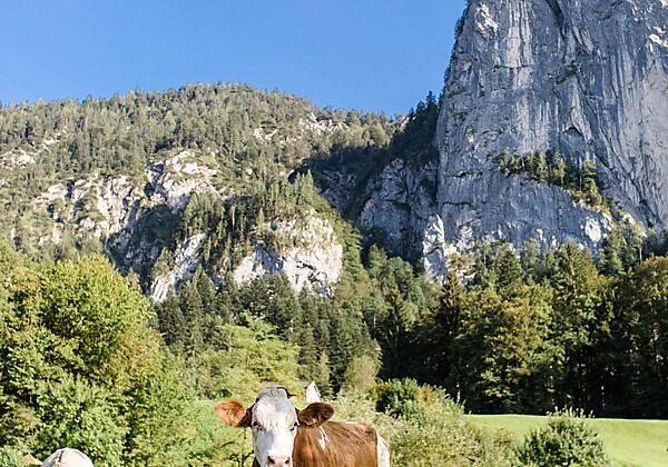 Felswand und Kühe