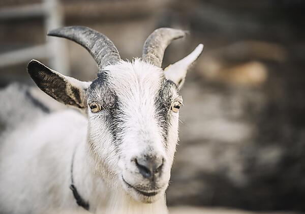 Kinderbauernhof Scharrerhof