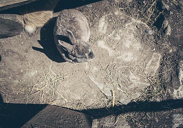 Kinderbauernhof Scharrerhof