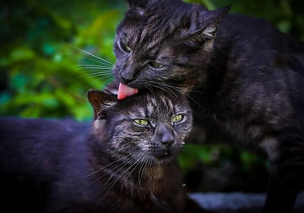 Hof_Tiere (82)