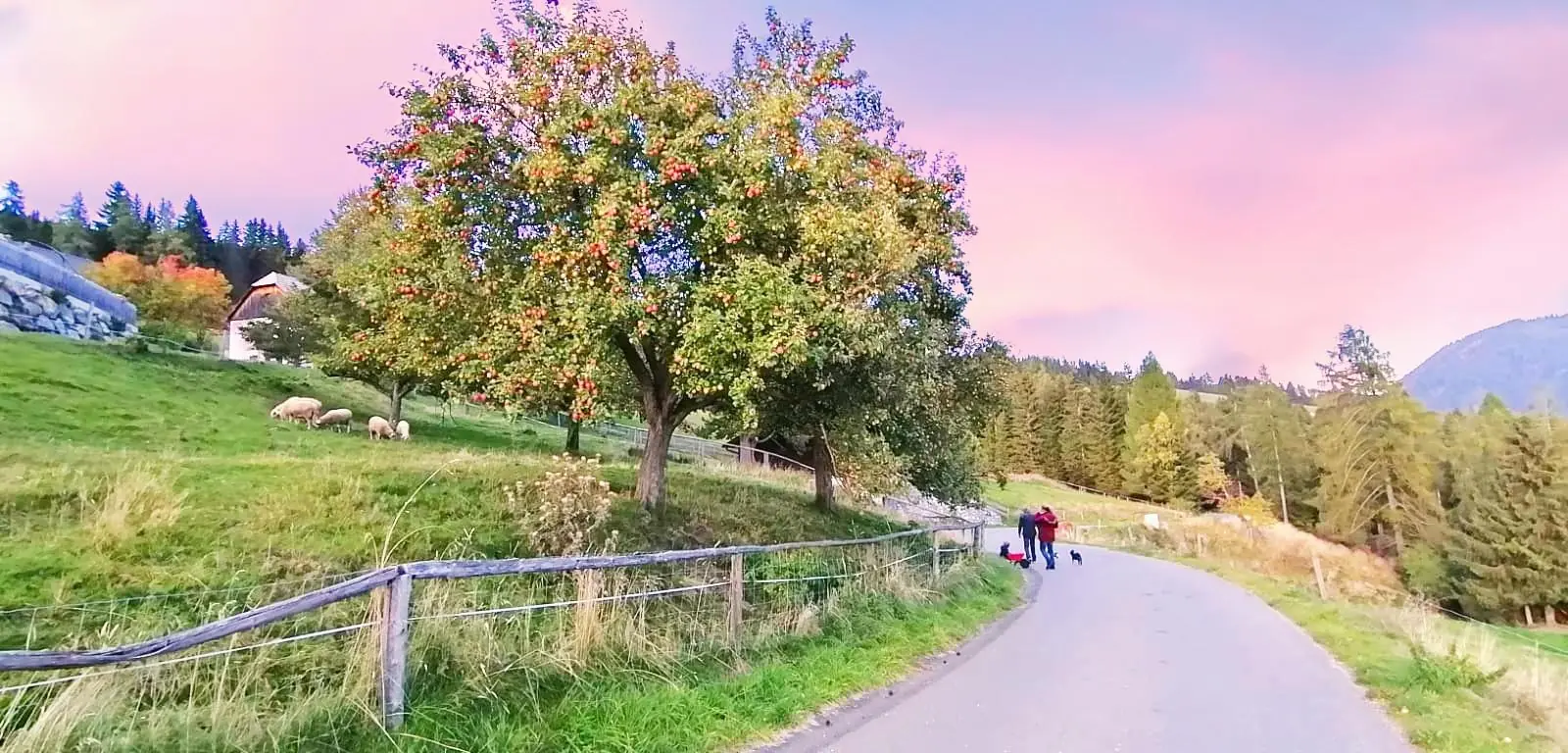 Apfelbaum
