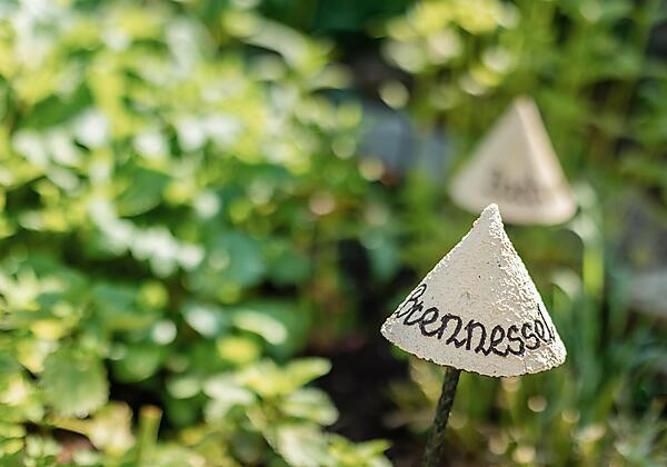 Kräutergarten Detail (4)