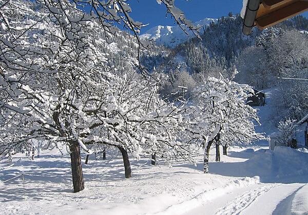 Apfelbäume in der Winterruhe