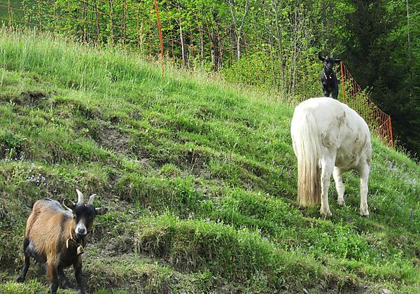 LH Grub Ziege auf Ponyrücken