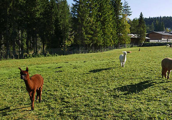 Alpakas auf der Weide