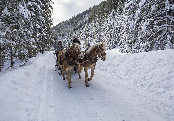Kutschfahrt durch Winterlandschaft