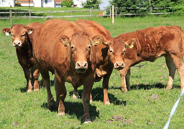 Mutterkuhhaltung Limousinrinder Leindlhof
