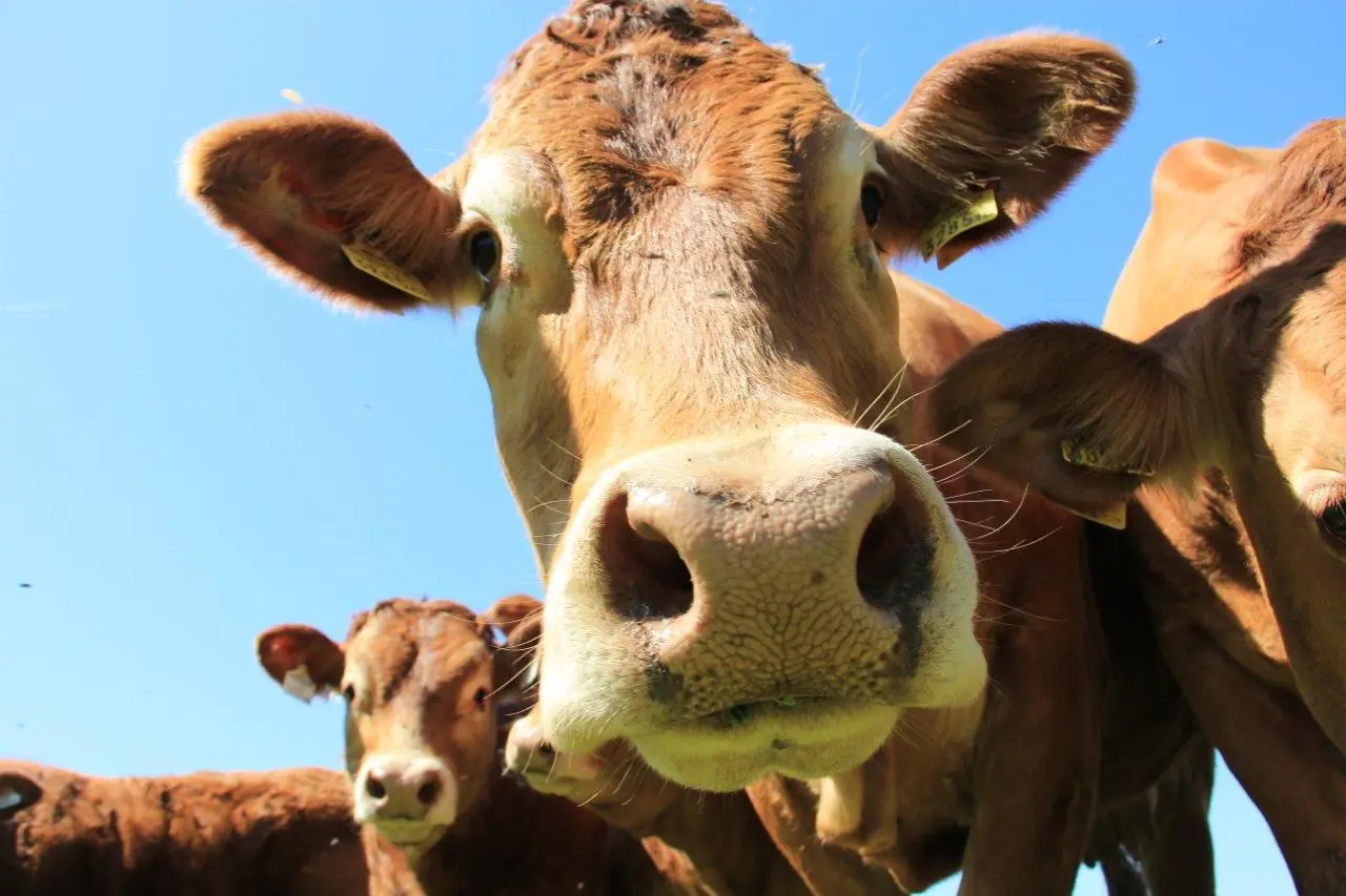 Mutterkuhhaltung Limousin Leindlhof