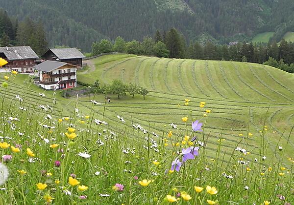 Frühling am Matzenhof