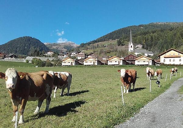 Bauernhof mit Ferienhäusern