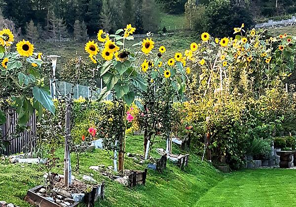 Garten-Sonnenblumen