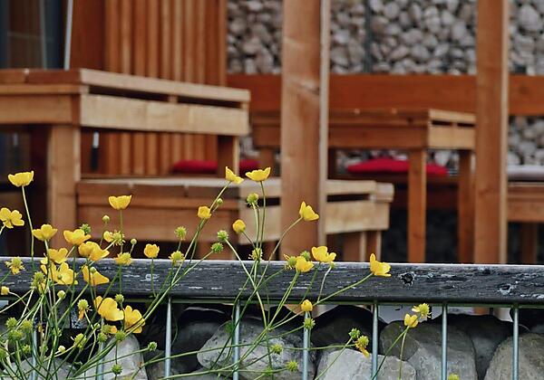 gelbe Blume mit Bank