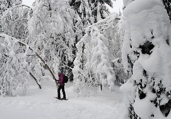 Geführte Schneeschuhwanderungen mit Andrea