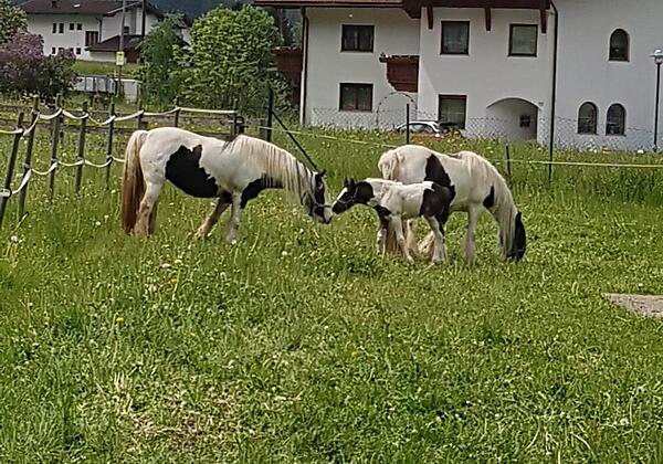 hauseigene Pferde auf der Wiese
