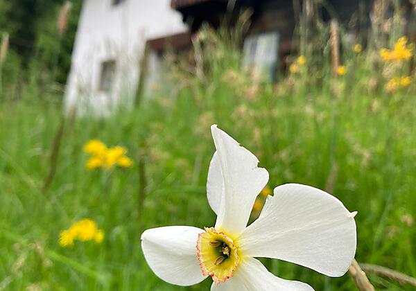 Nockstern Hütte Narzisse