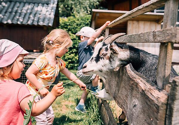 Ziegen Hanni und Nanni