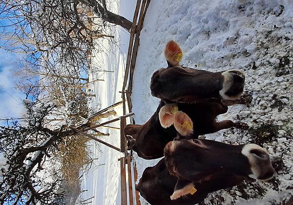 panorama Schnee 2026