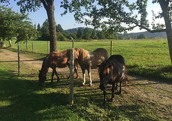 unsere Ponys