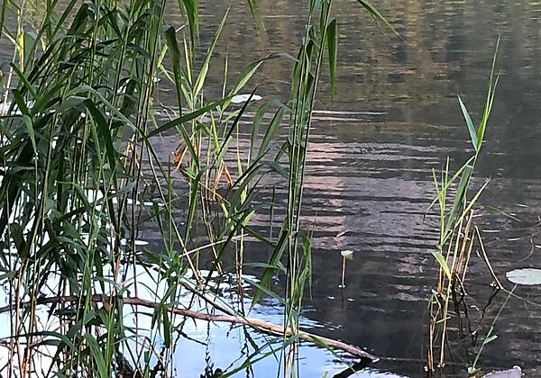 Schwan auf dem Reintalersee